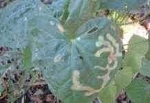 Developing an IPM outlook