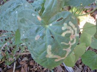Developing an IPM outlook Developing an IPM outlook