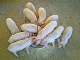 A piggery against all odds A piggery against all odds