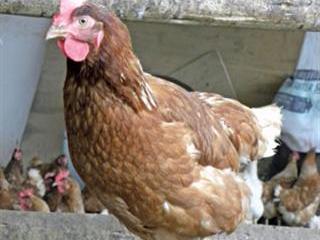 From pipe dream to poultry success From pipe dream to poultry success