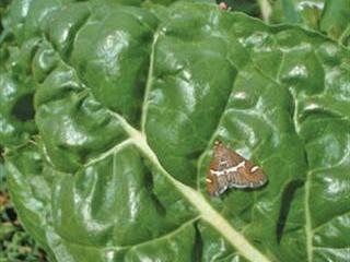 Dealing with Hawaiian beet webworm the biological way Dealing with Hawaiian beet webworm the biological way