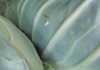 Practicing IPM with cabbages
