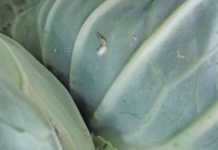 Practicing IPM with cabbages