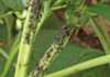 Biological control of aphids