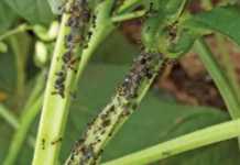 Biological control of aphids