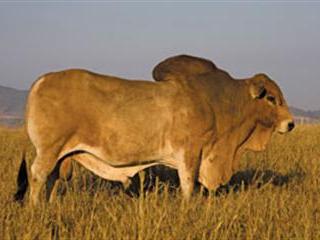 The East African Boran – ‘the world’s hardiest breed’ The East African Boran – ‘the world’s hardiest breed’