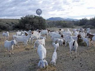 Turning things around with Savannah goats Turning things around with Savannah goats