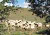 Consumers sensitive to high price of Karoo lamb