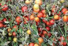 Growing tomatoes without stakes