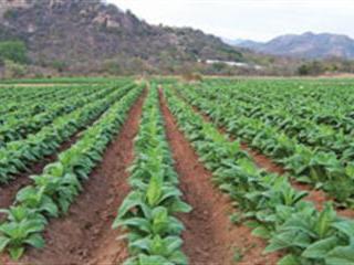 Tobacco farming – the growers’ view Tobacco farming – the growers’ view