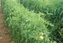 Choosing a tomato variety