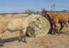 Can horses eat white buffalo grass hay? white buffalo grass hay