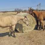 white buffalo grass hay