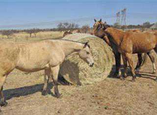 white buffalo grass hay