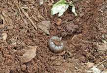 Early pest management for tomatoes