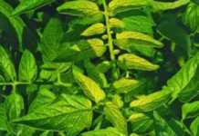 Fertilising tomatoes after planting