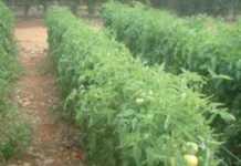 Spray your tomatoes effectively