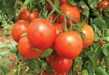 Why prune tomatoes?