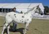 Amazing Appaloosa patterns