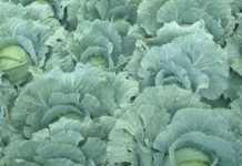 Why hard times are good for vegetable producers