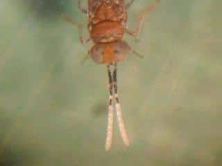 Mealybug hopes pinned on parasitic wasp Mealybug hopes pinned on parasitic wasp