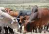 High Stocking rate on minimum veld