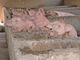Pigs – and persistence Pigs – and persistence