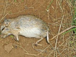 Targeting gerbils Targeting gerbils