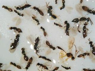 Dealing with leaf miners