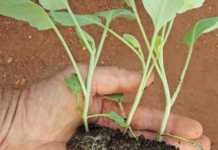 Know your seedling needs