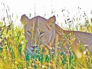 Kings & queens of the jungle Kings & queens of the jungle