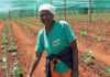 Elandsfontein co-op success