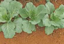 Removing the hazards from transplanting