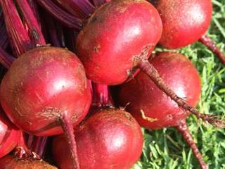 Latest vegetable seeds Latest vegetable seeds
