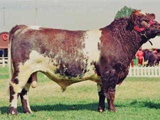 Shorthorn Shorthorn