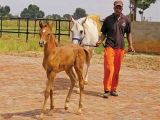 Imprint training for a foal Imprint training for a foal