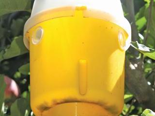 Winning the fight against fruit flies Winning the fight against fruit flies