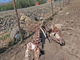 KwaSani fights the scourge of stock theft KwaSani fights the scourge of stock theft