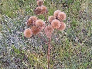 A new way of controlling pom pom weed A new way of controlling pom pom weed