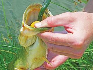 The passion of bassin’ The passion of bassin’