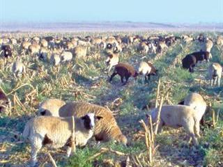 Sheep farmers, get wise! Sheep farmers, get wise!