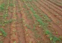 Getting rid of paspalum