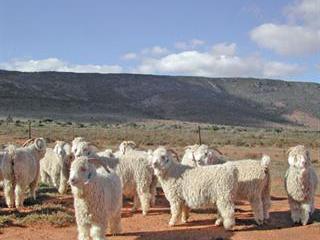 The basics of Angora farming The basics of Angora farming