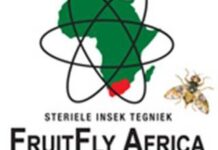 Winter management of fruit flies in town