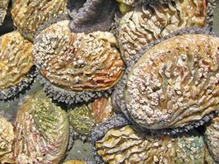 Abalone farming in Hermanus Abalone farming in Hermanus