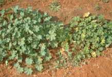 Other weeds to watch out for