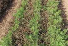 Use your herbicides more effectively