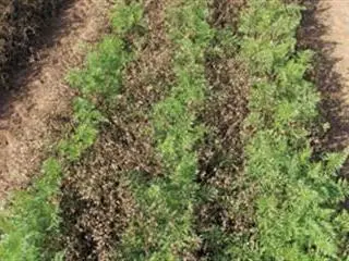 Use your herbicides more effectively