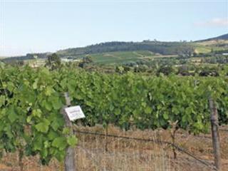 Winning secrets of SA’s top wine grape producers Winning secrets of SA’s top wine grape producers