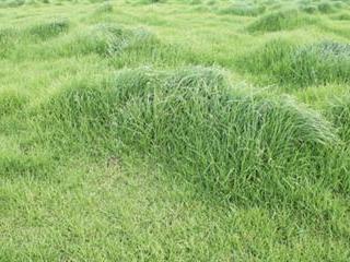 The dangers of overgrazing The dangers of overgrazing